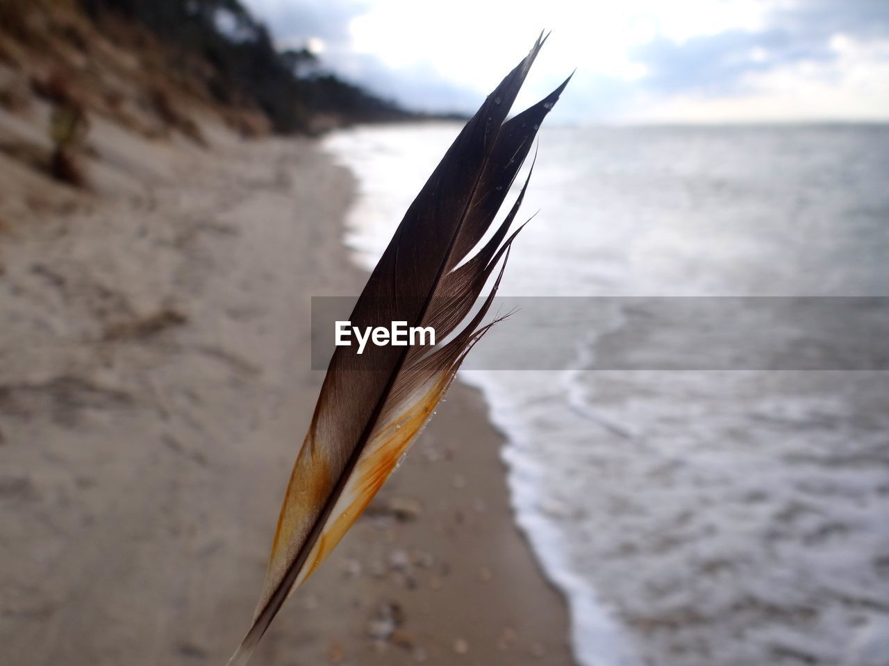 Feather on the beach 