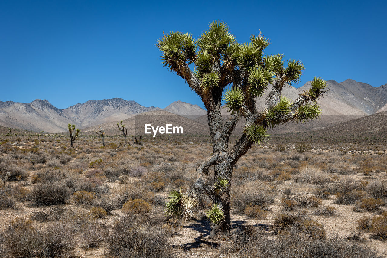 Joshua trees 'yucca brevifolia', a plant species of the yucca genus in the california desert