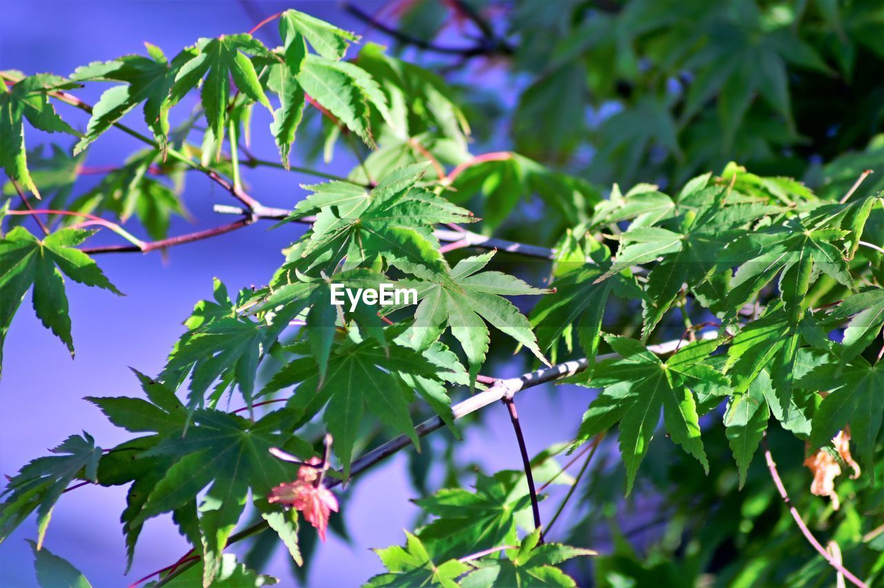 Low angle view of leaves on tree