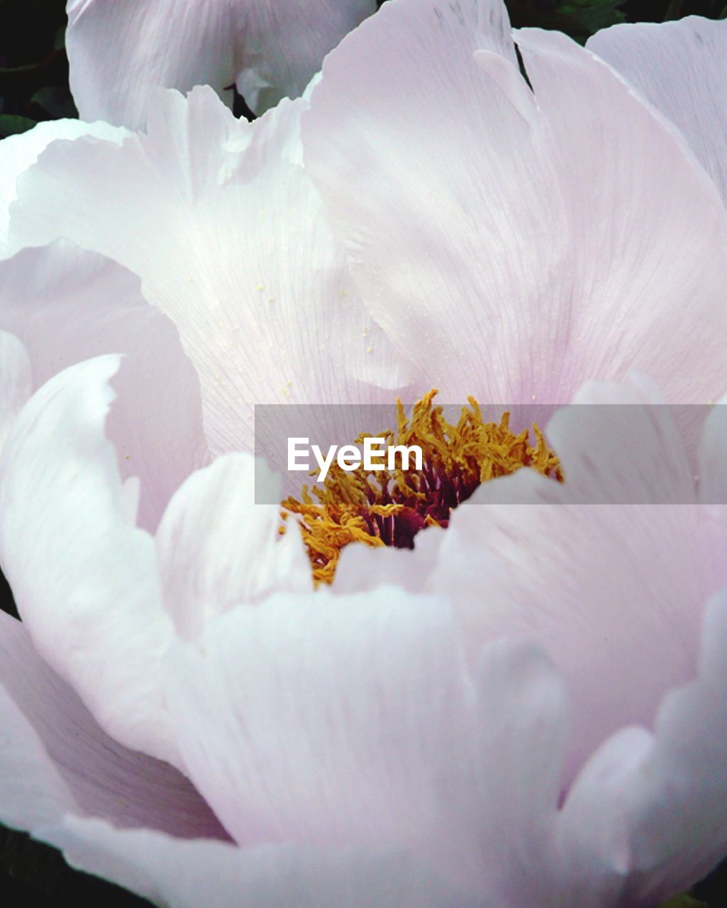 Close-up of pink peony blooming outdoors