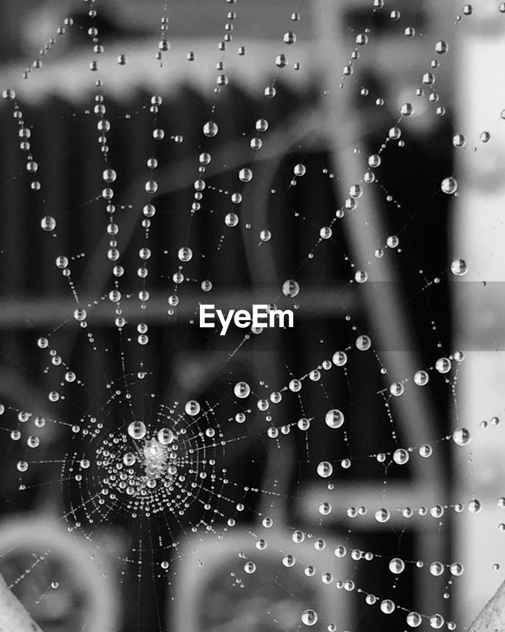 Close-up of water drops on spider web