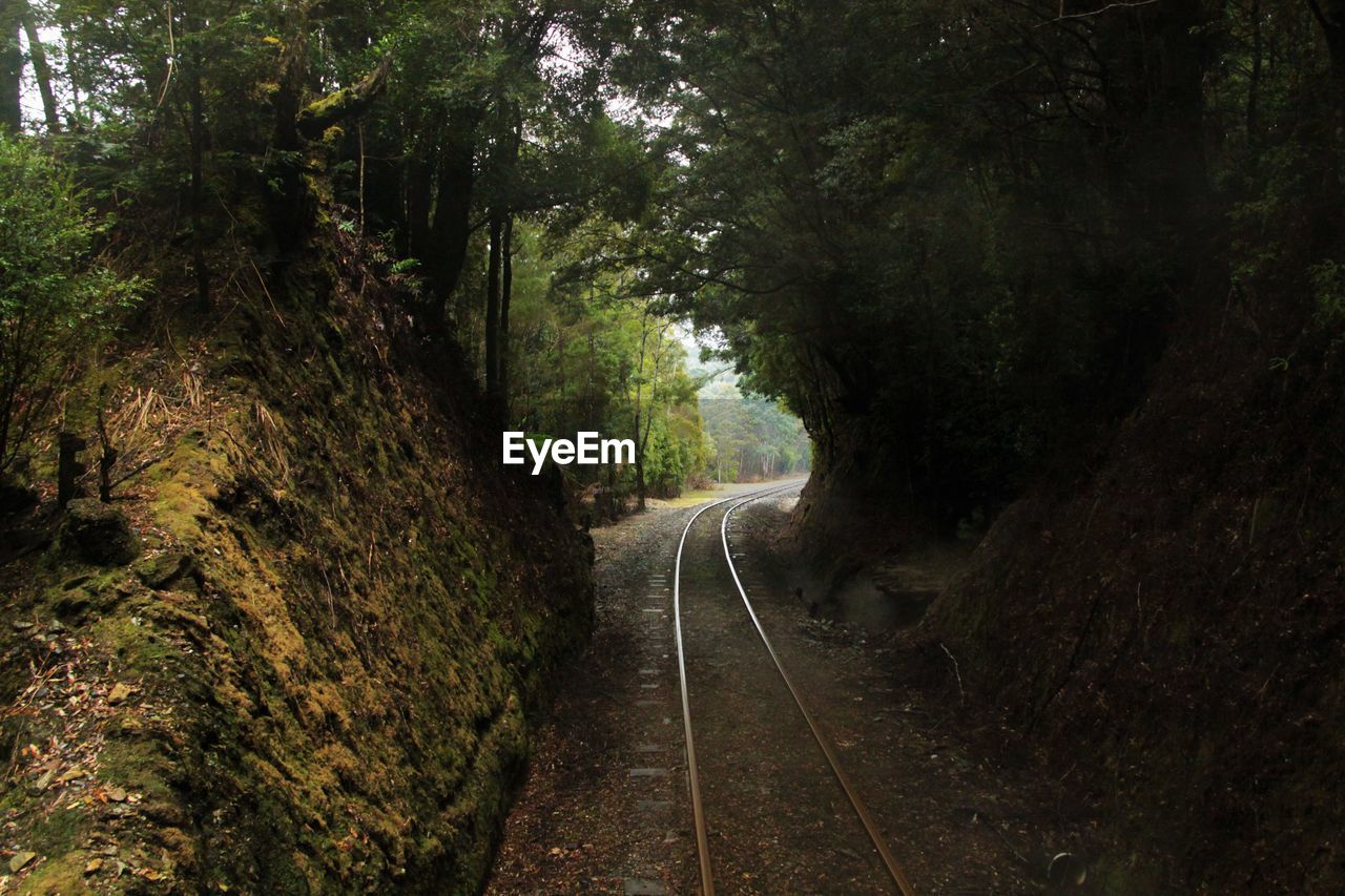 RAILROAD TRACK BY TREES