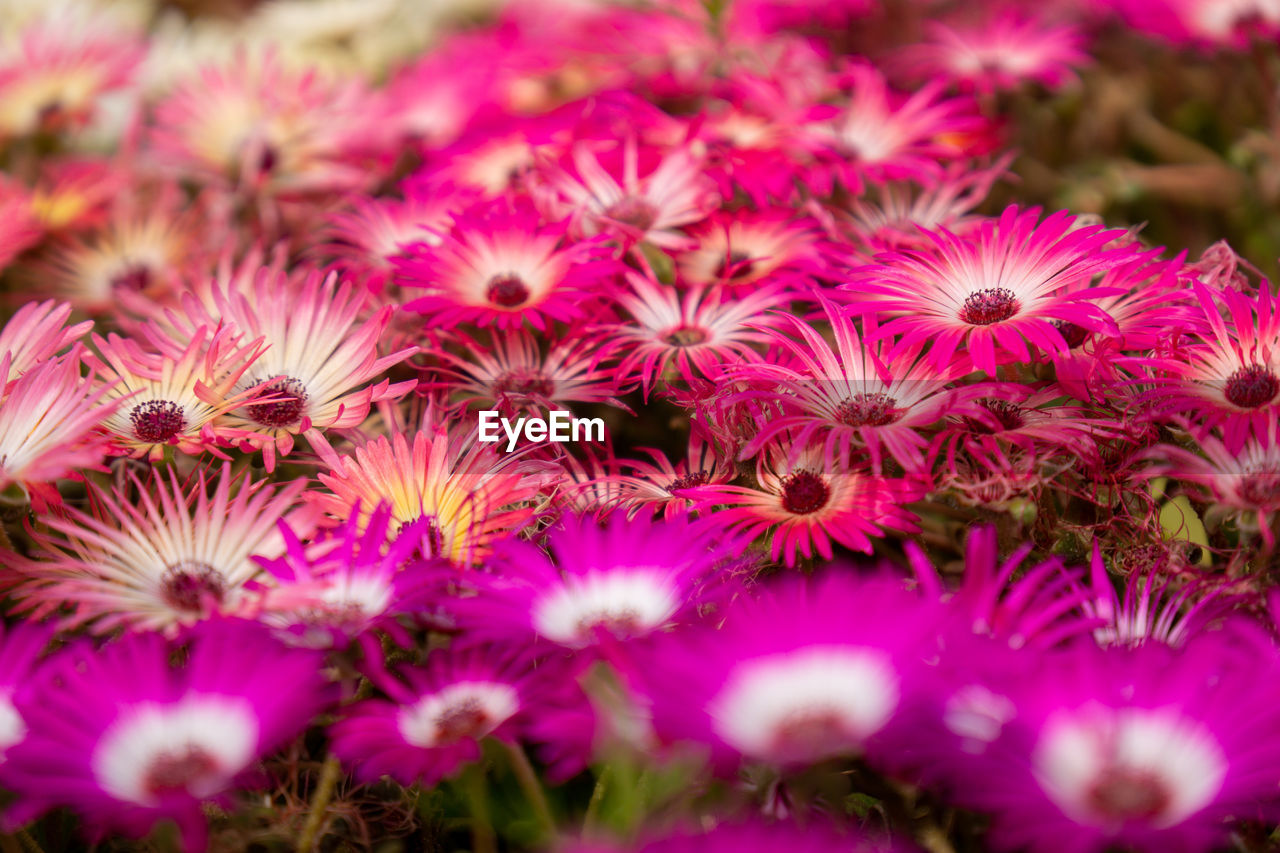flower, plant, flowering plant, freshness, ice plant, petal, beauty in nature, macro photography, pink, growth, nature, close-up, no people, flower head, inflorescence, fragility, selective focus, purple, karkalla, outdoors, land, field, daisy, day
