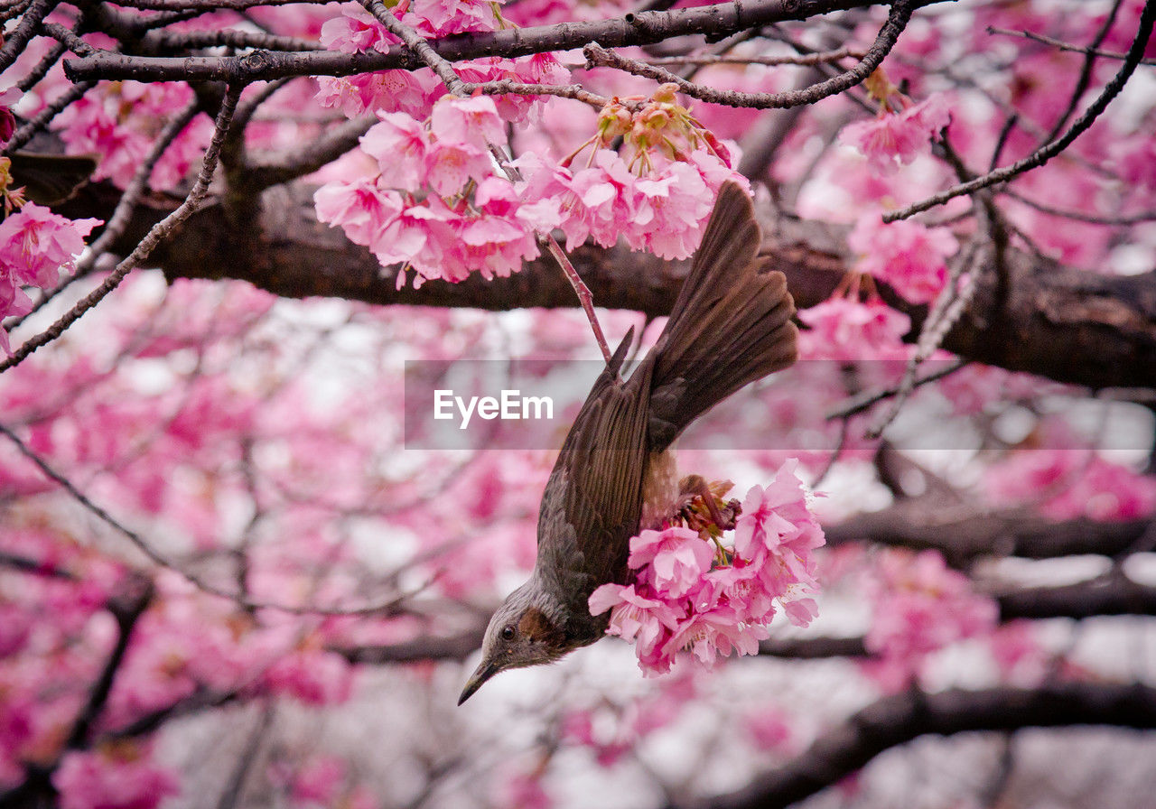 plant, pink, tree, flower, flowering plant, blossom, fragility, springtime, beauty in nature, spring, branch, cherry blossom, freshness, growth, nature, cherry tree, no people, day, outdoors, petal, low angle view, plum blossom, close-up, botany, flower head, produce, twig, focus on foreground, inflorescence