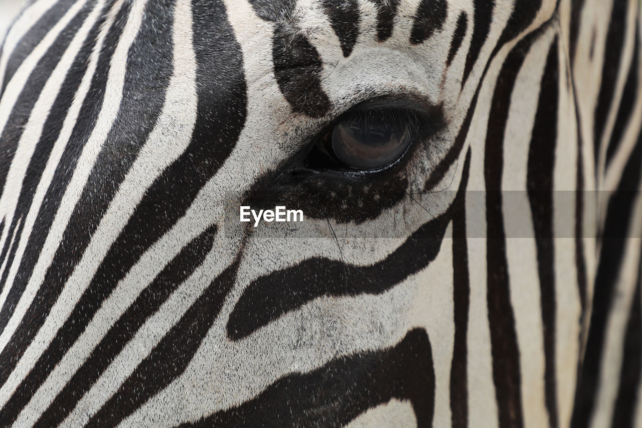 animal, animal themes, striped, zebra, animal wildlife, mammal, wildlife, one animal, animal body part, animal markings, no people, close-up, safari, black and white, animal head, pattern, eye, white, black, animal eye, domestic animals, camouflage, portrait, herbivorous, animal skin, nature, day, outdoors, looking at camera, full frame, tourism