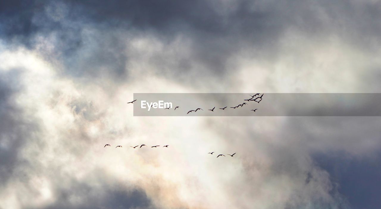 Flying birds against storm clouds