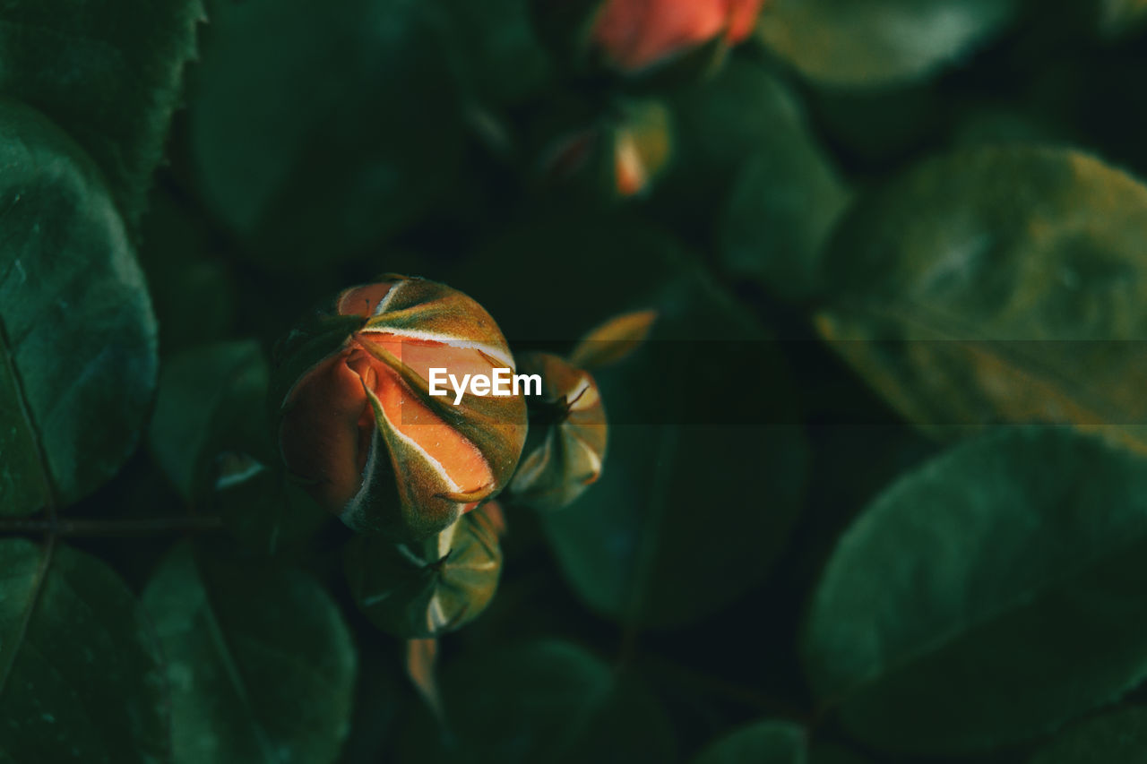 High angle view of orange flowering plant