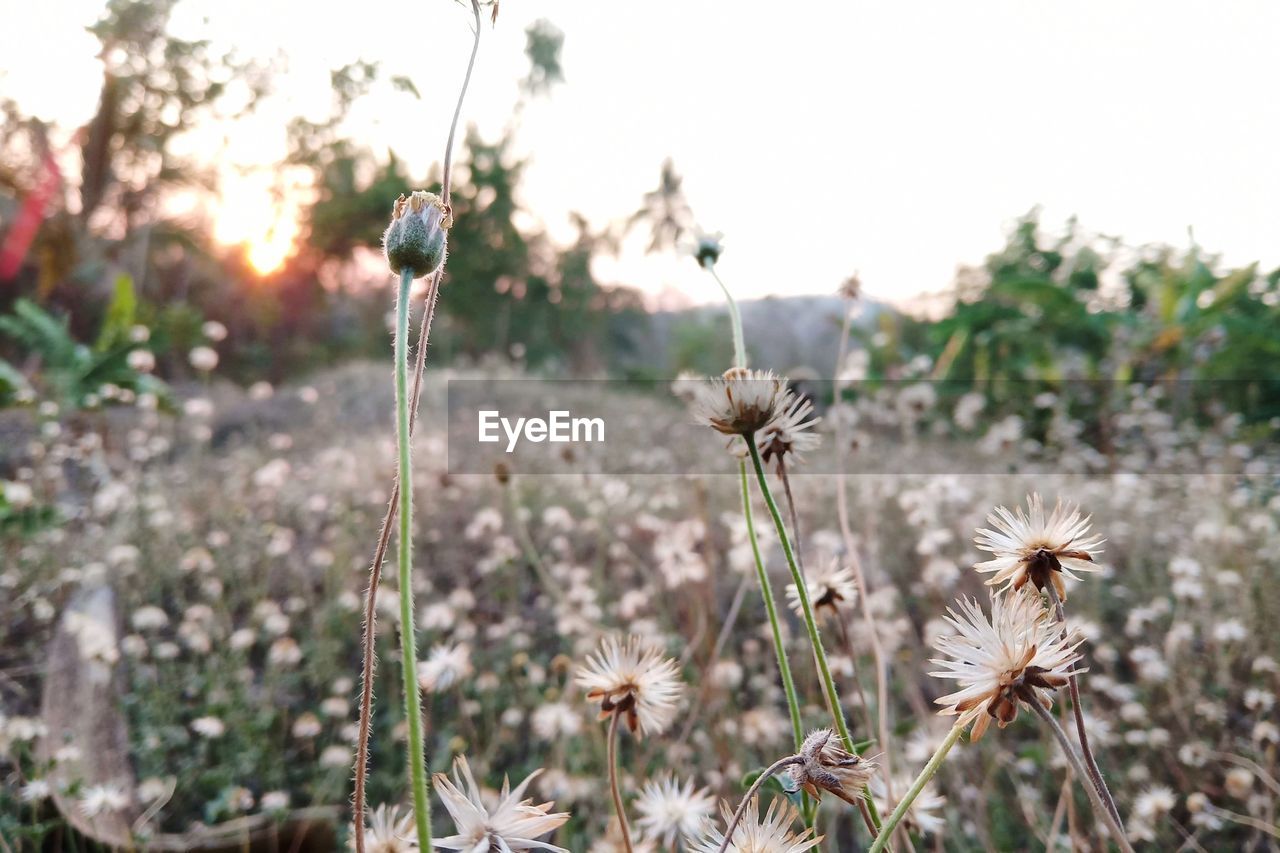 CLOSE-UP OF WHITE FLOWERING PLANTS ON FIELD