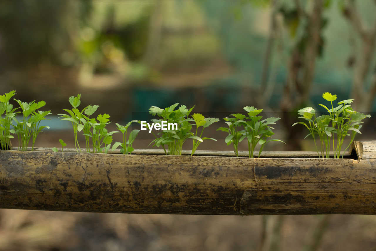 Close-up of corianders growing in bamboo