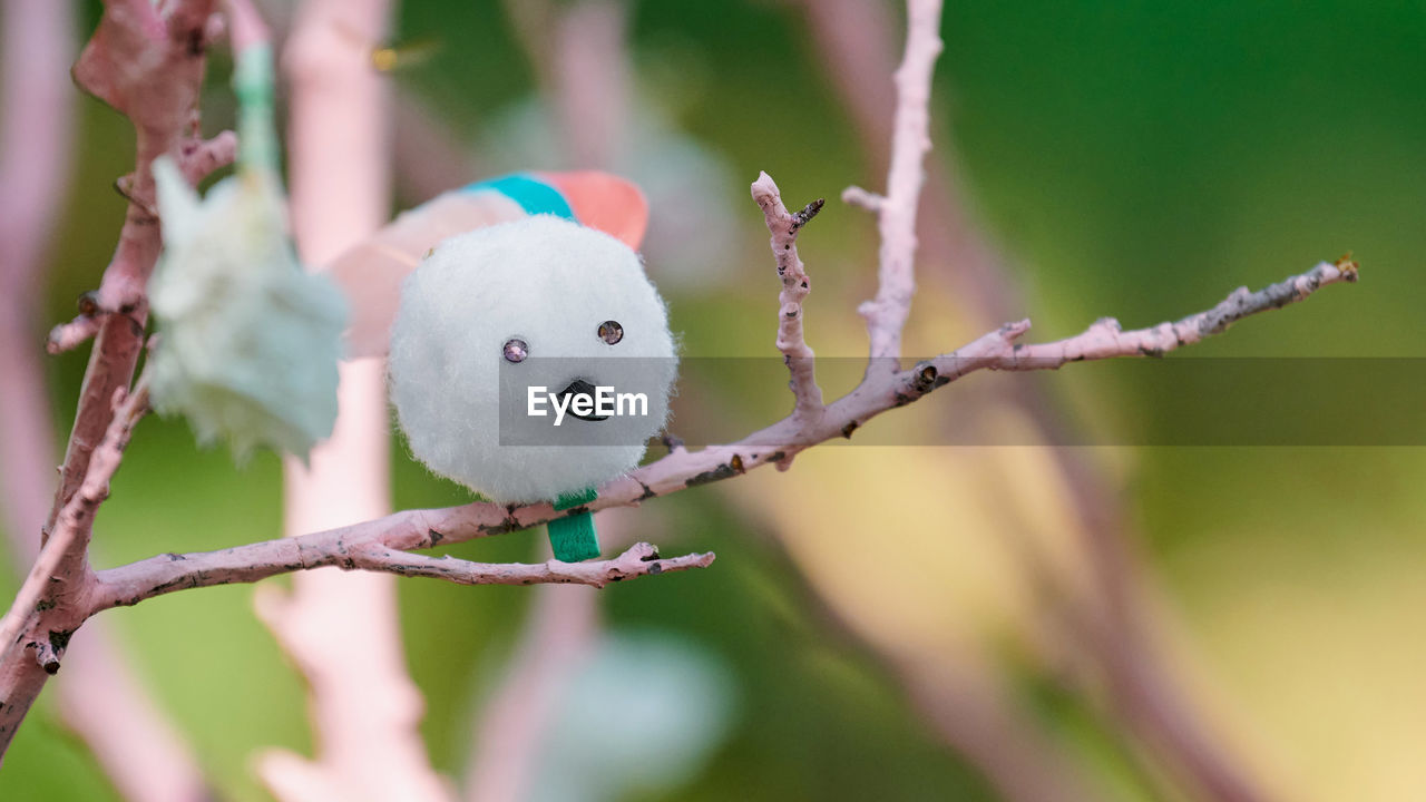 close-up of bird perching on plant