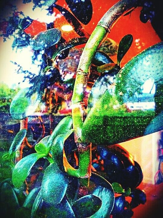 CLOSE-UP OF POTTED PLANTS