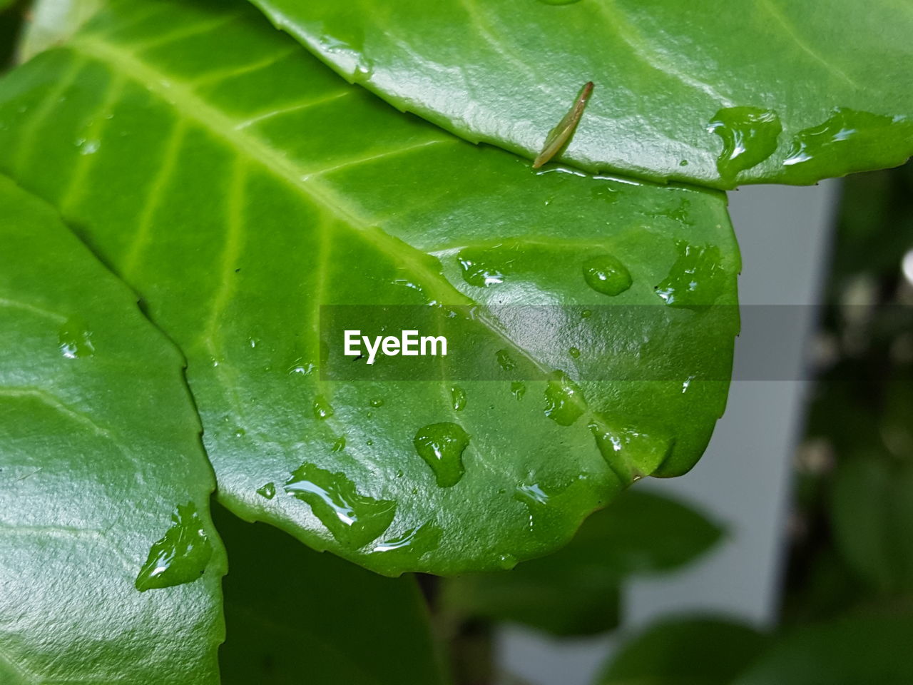 CLOSE-UP OF WATER DROPS ON PLANT