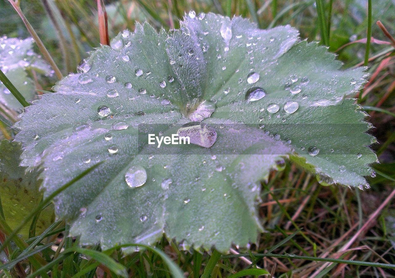 CLOSE-UP OF WATER DROPS ON PLANT