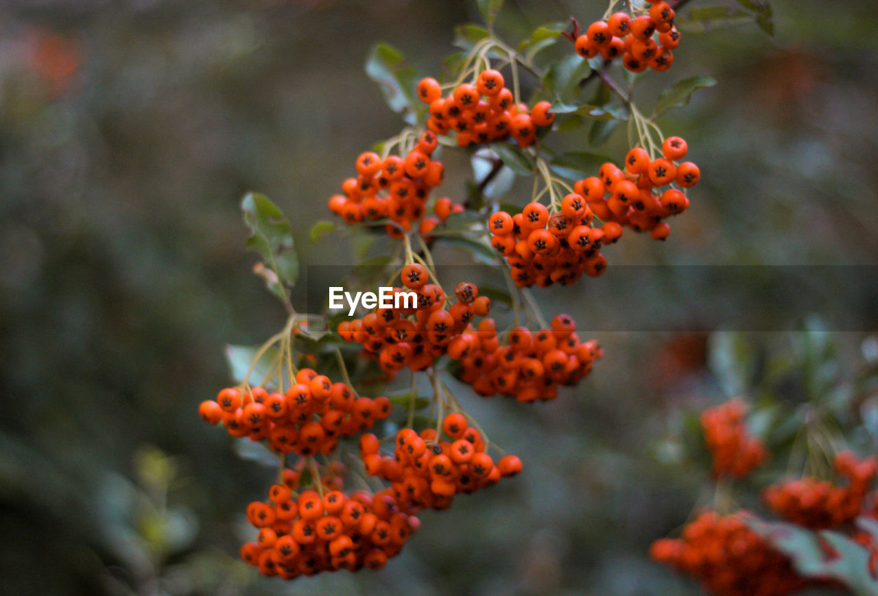 Close-up of red rowan berries on plant