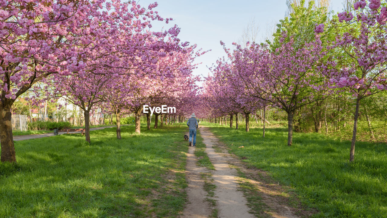 WOMAN WALKING ON CHERRY BLOSSOM TREE