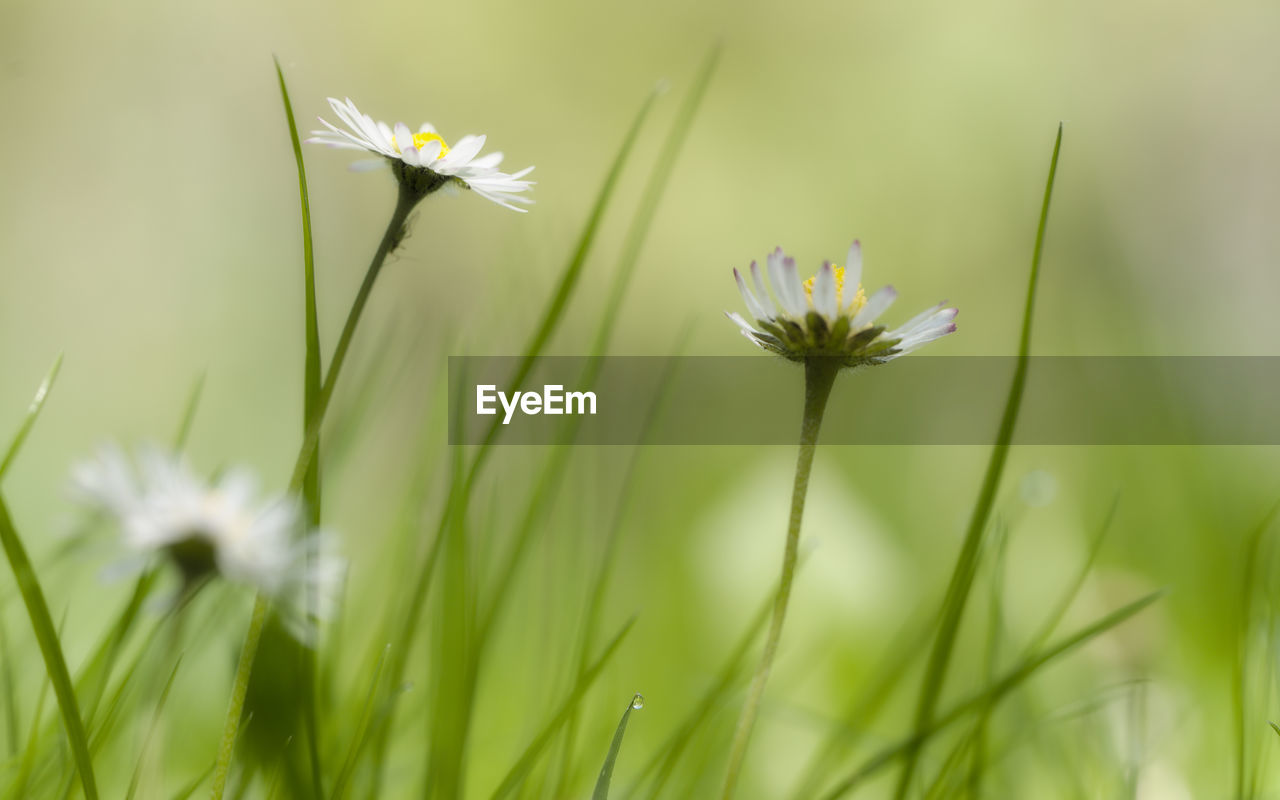 Close-up of white flowers blooming outdoors