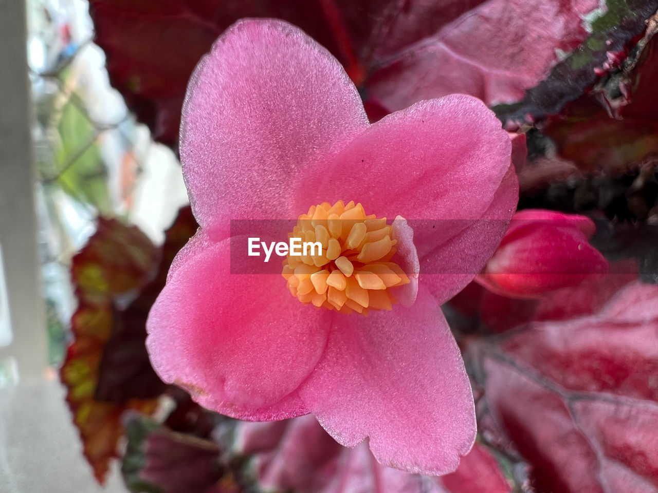 flower, flowering plant, plant, beauty in nature, pink, freshness, blossom, close-up, petal, fragility, flower head, growth, inflorescence, nature, macro photography, no people, pollen, camellia sasanqua, focus on foreground, outdoors, springtime, day, stamen, theaceae, botany