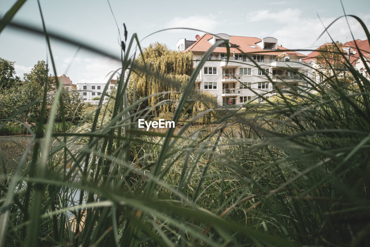 PLANTS GROWING BY BUILDING