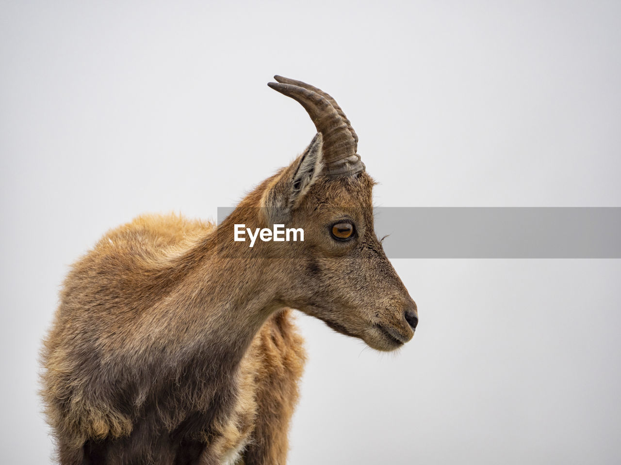 Ibex in the italian alps of val gerola