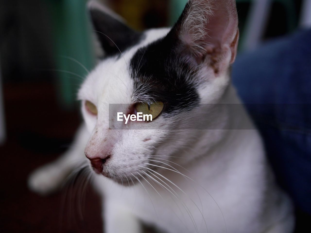 Close-up portrait of cat