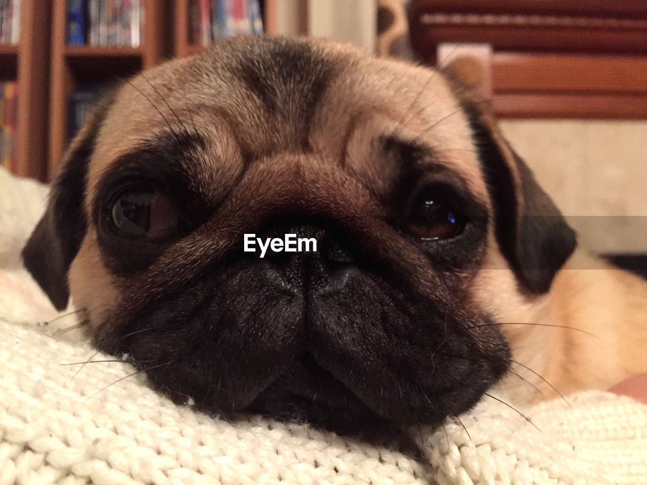 PORTRAIT OF PUG AT HOME
