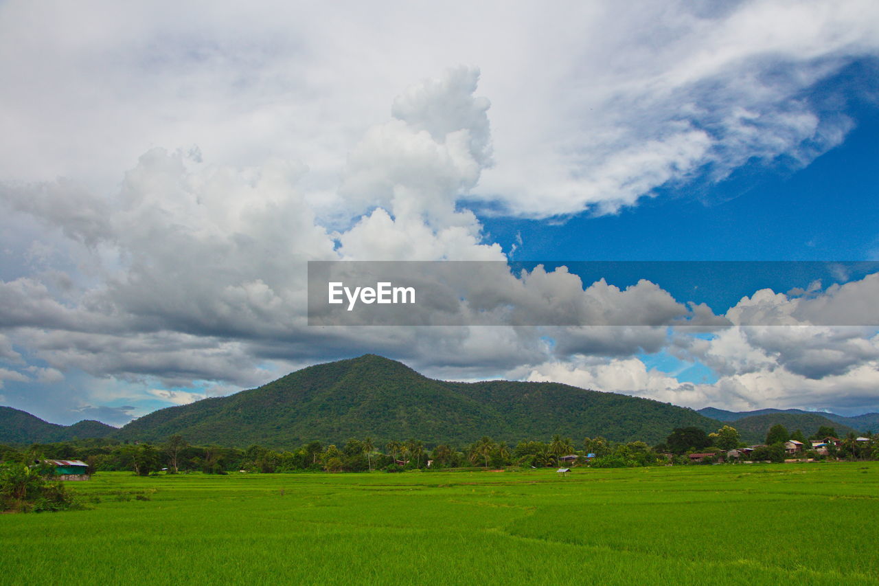 Scenic view of field against sky