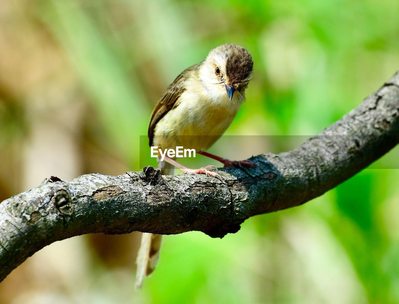 CLOSE-UP OF A BIRD PERCHING ON TREE