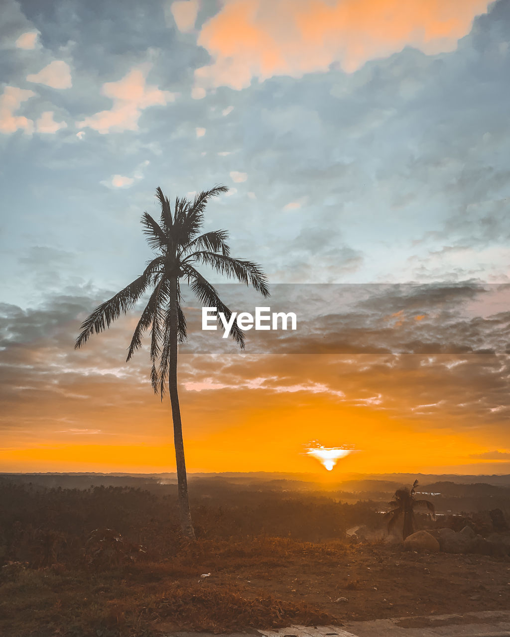 Scenic view of palm trees on field against sky at sunset