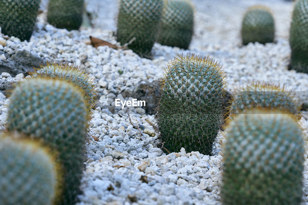 Close-up of succulent plant on field during winter