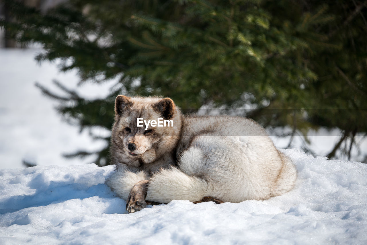 Close-up of snow fox on snow