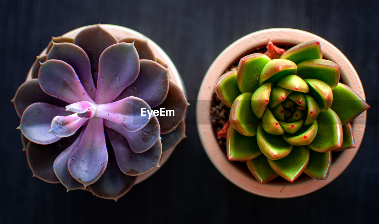 High angle view of succulent plant on table