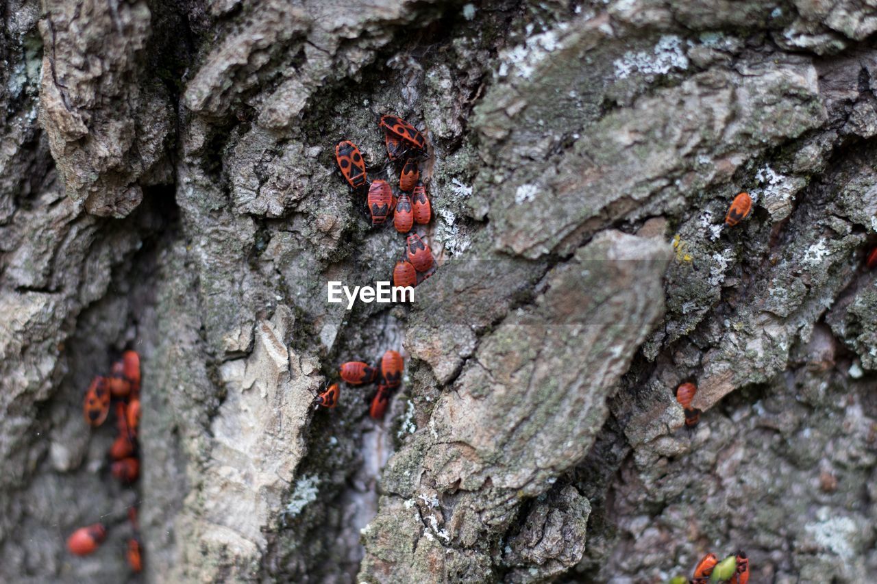 CLOSE-UP OF INSECT ON TREE TRUNK