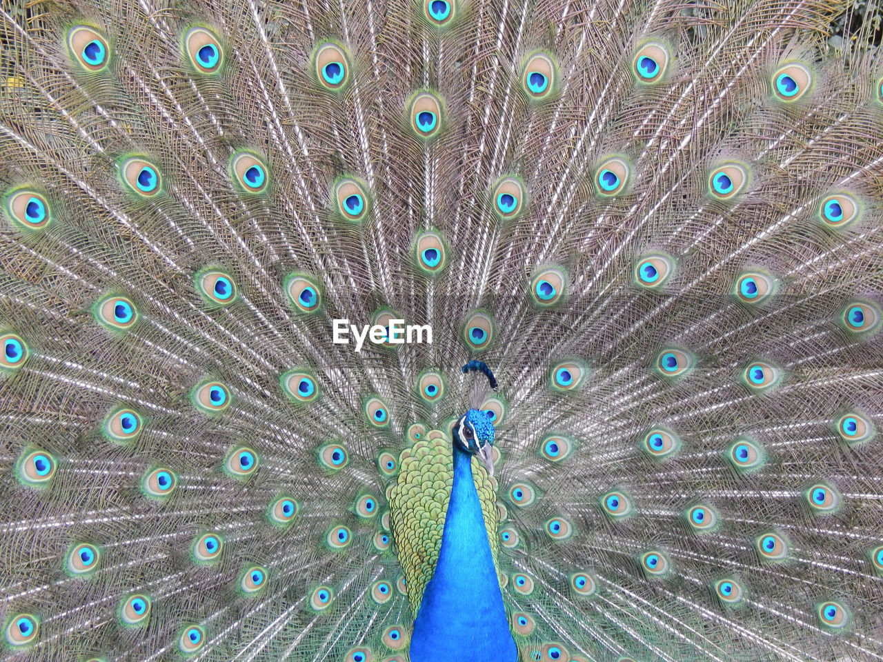 Full frame shot of peacock