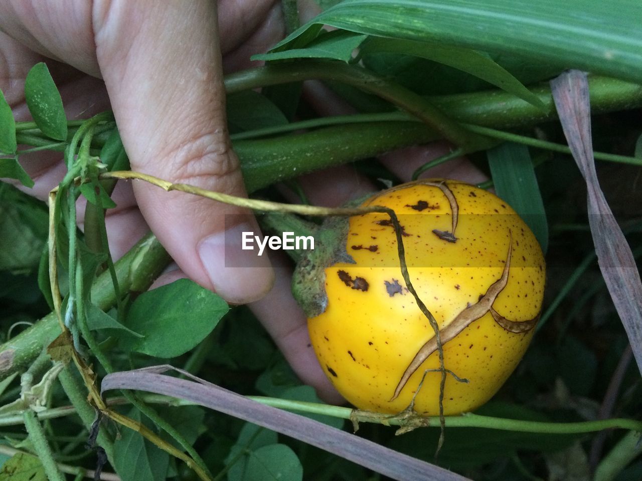 CLOSE-UP OF HAND HOLDING FRUIT ON YELLOW LEAF