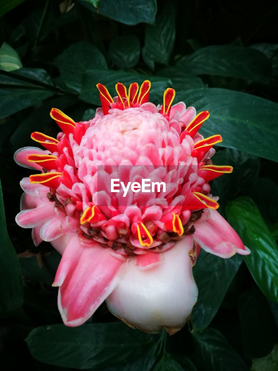 CLOSE-UP OF PINK FLOWER