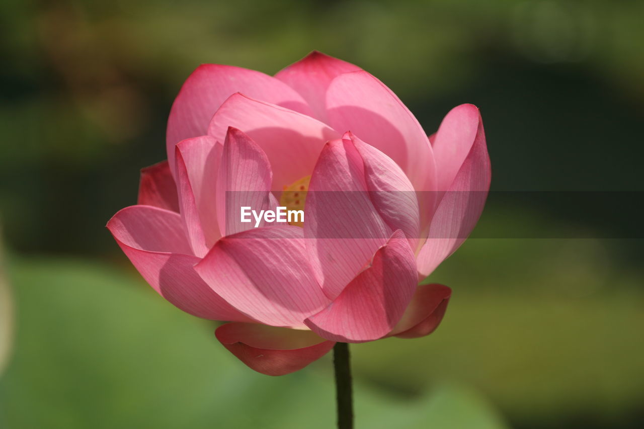 Close-up of pink water lily