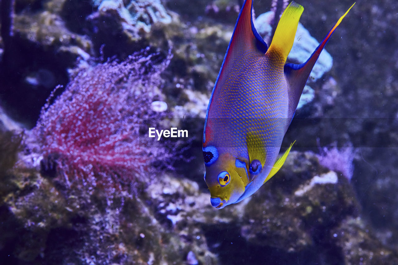 animal, animal themes, animal wildlife, wildlife, sea, fish, sea life, underwater, water, marine, undersea, marine biology, one animal, coral reef fish, swimming, reef, nature, coral, no people, pomacanthidae, pomacentridae, aquarium, beauty in nature, multi colored, coral reef, tropical fish, close-up