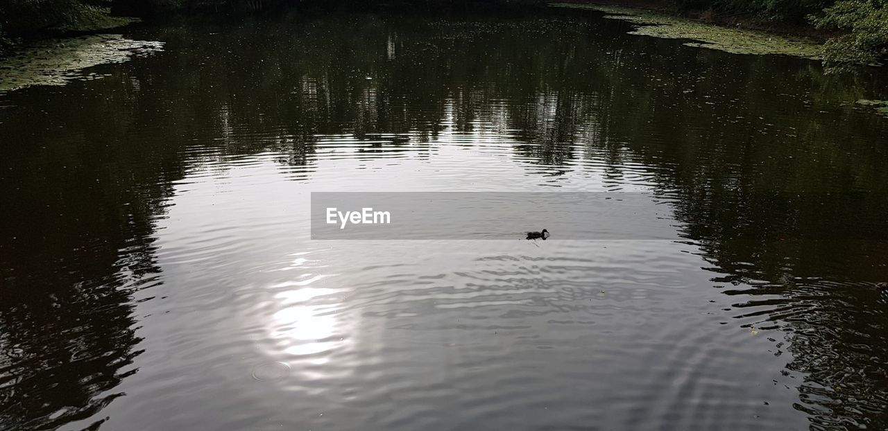 SWAN SWIMMING IN A LAKE