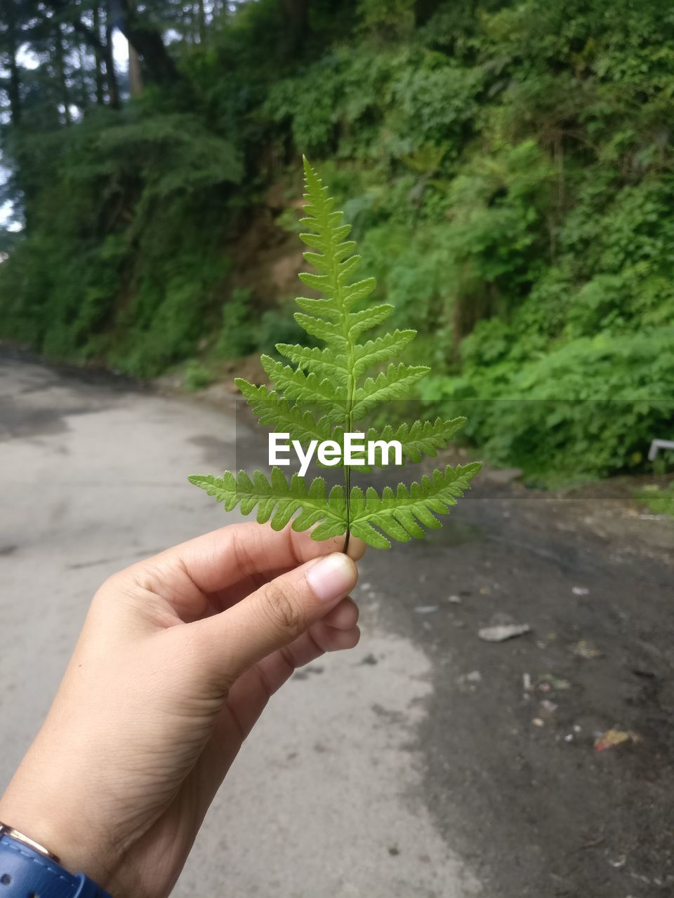 CROPPED IMAGE OF HAND HOLDING PLANT