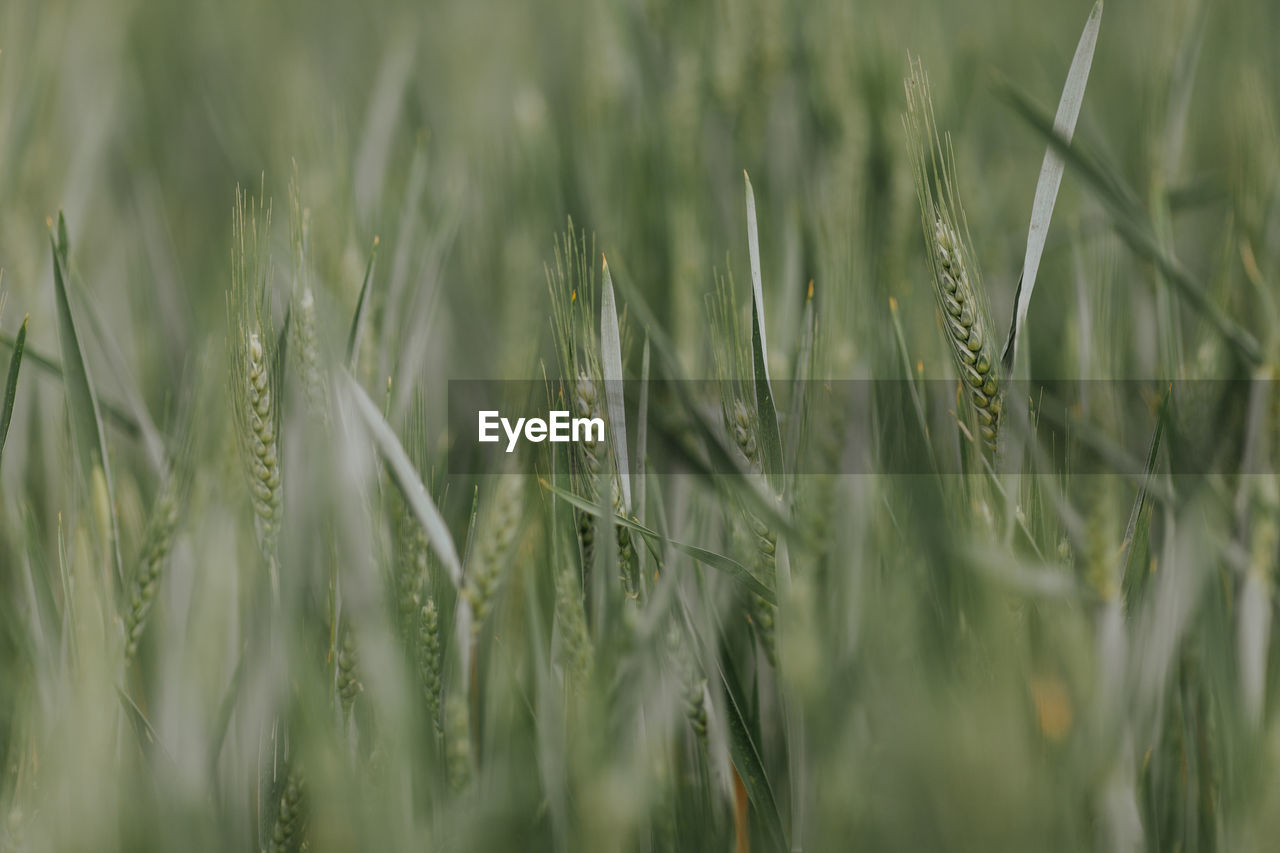 Close-up of grass in field