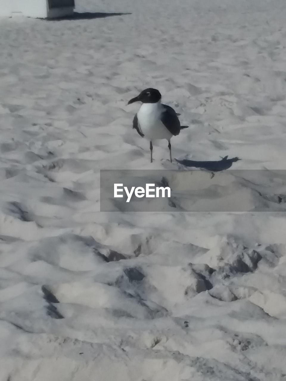 HIGH ANGLE VIEW OF BIRD PERCHING ON FROZEN LAND