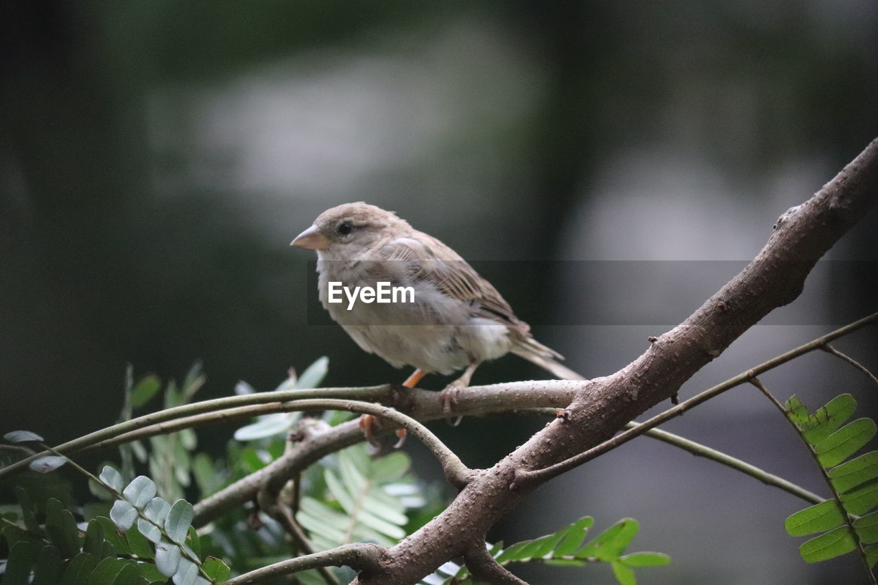 BIRD PERCHING ON BRANCH