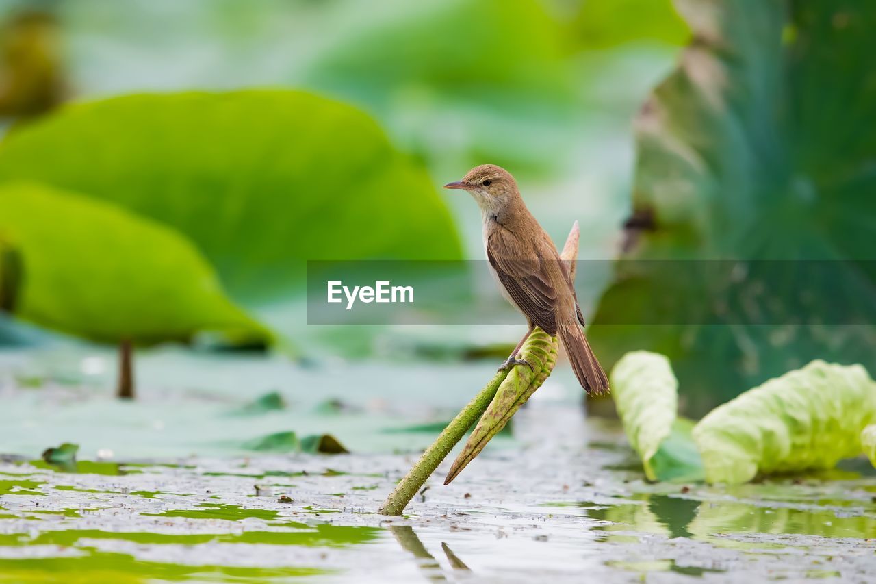 CLOSE-UP OF BIRD PERCHING ON PLANT