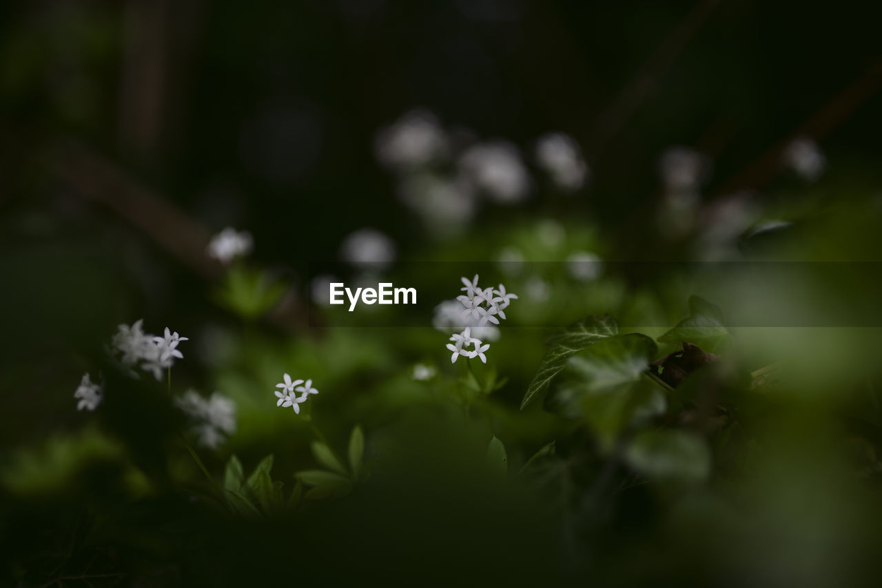 CLOSE-UP OF WHITE FLOWERING PLANTS