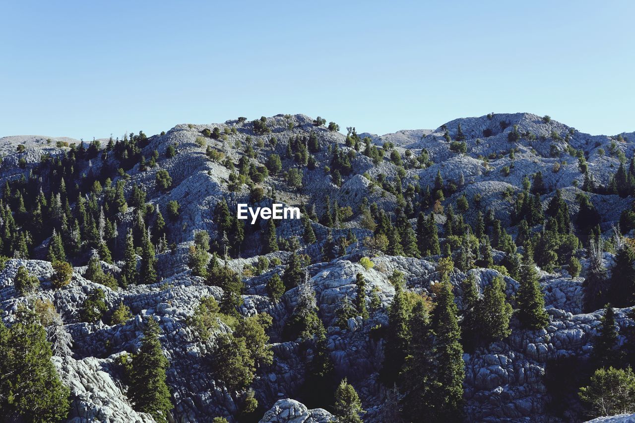 Trees on landscape against clear sky