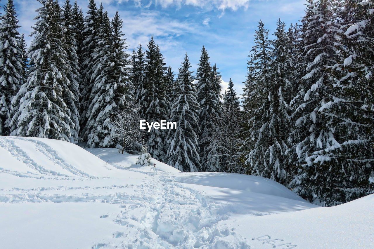 Pine trees on snow covered land