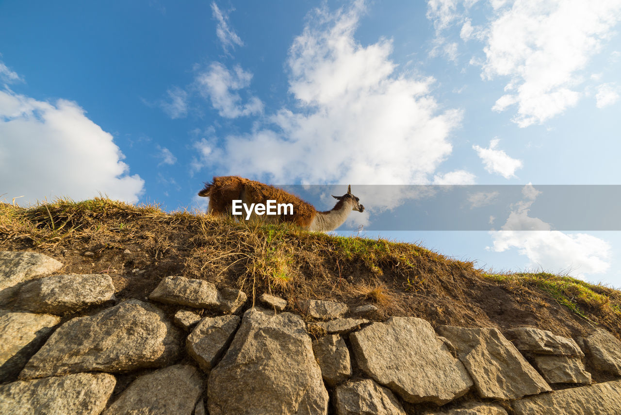 Low angle view of guanaco on grass against sky