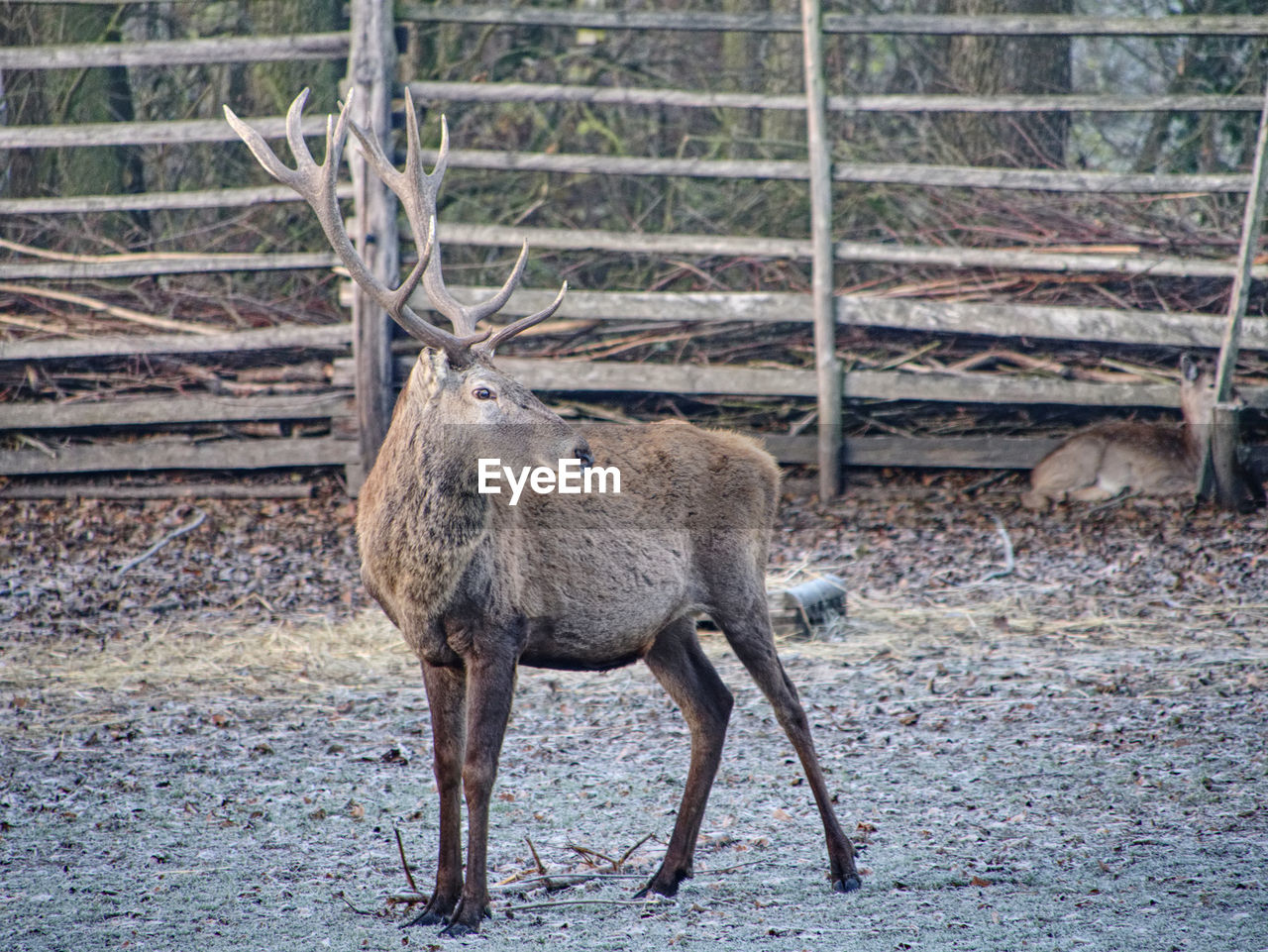 Red deer,cervus elaphus, at wooden fence in rutting season. hoarfrost on ground with fallen leaves.
