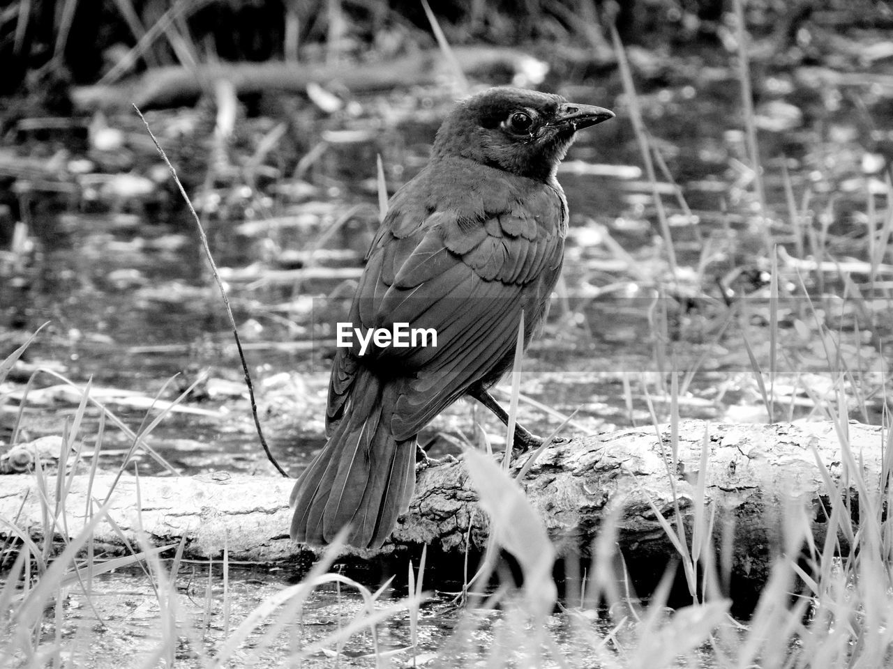 BIRD PERCHING ON A FIELD