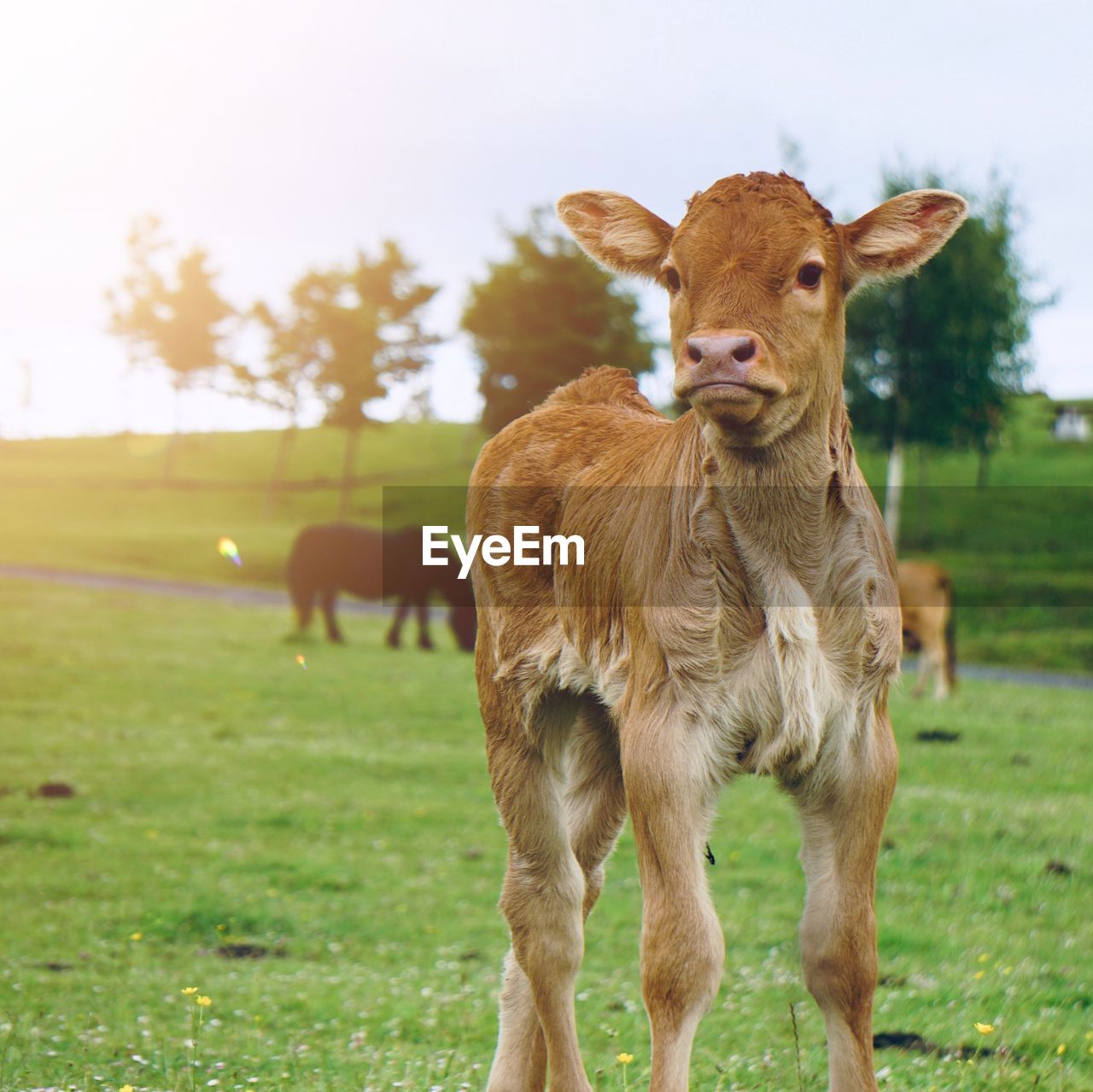 Brown cow portrait in the farm in the nature, cows in the meadow